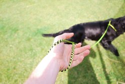 Runlock Hundkoppel Gul/Svart