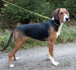 Runlock Hundkoppel Gul/Svart