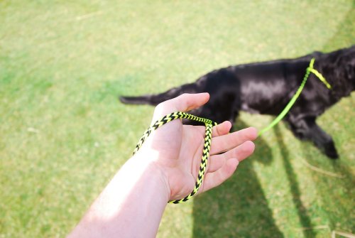Runlock Hundkoppel Gul/Svart