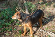  Runlock Hunting leash Orange / Black 